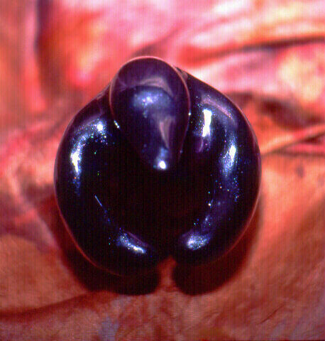 Freudenvögelchen_Bild6